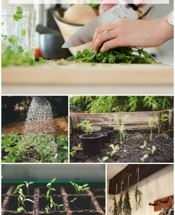 How to Grow Harvest Dry and Store Herbs
