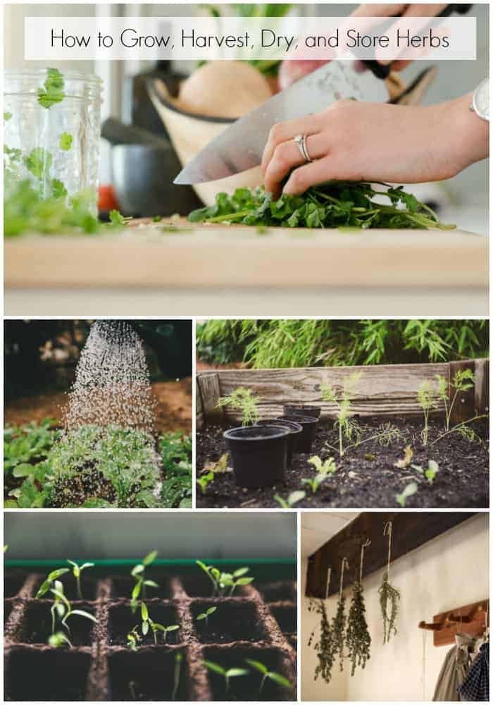 how-to-grow-harvest-dry-and-store-herbs-low-carb-nomad