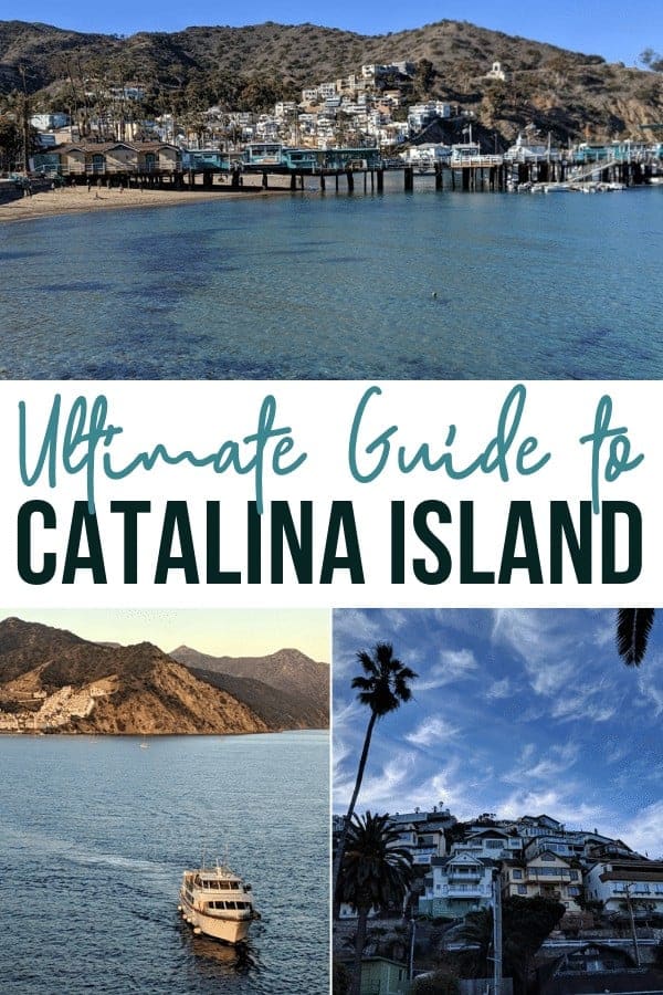 can you take dogs to catalina island